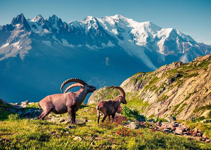 Résidence Grand Roc - Campanules 411 - Happy Appartement *